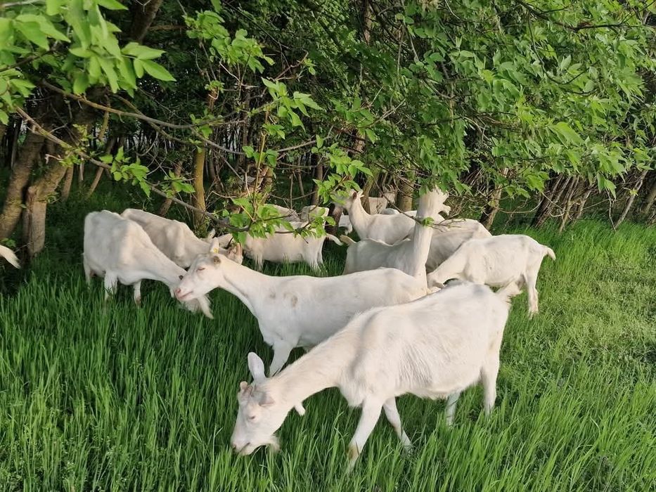 Capre saanen cu certificat de origine 78 de capete