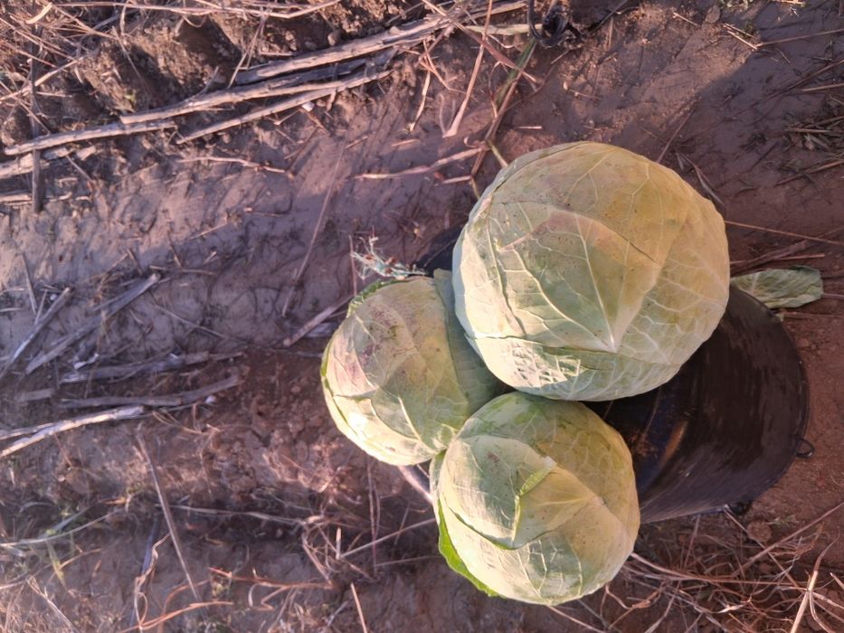 Vând varză  românească