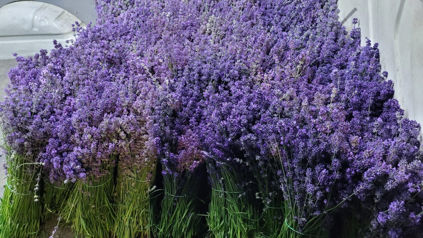 Floare de lavanda proaspata