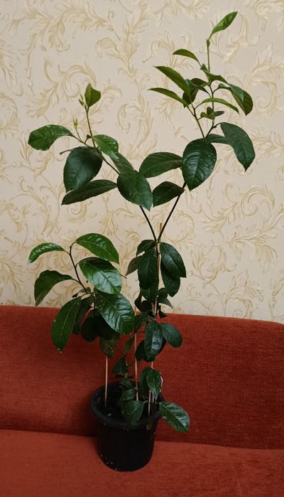 Лимоны сорта Мейер от 1 года до 2.5 лет