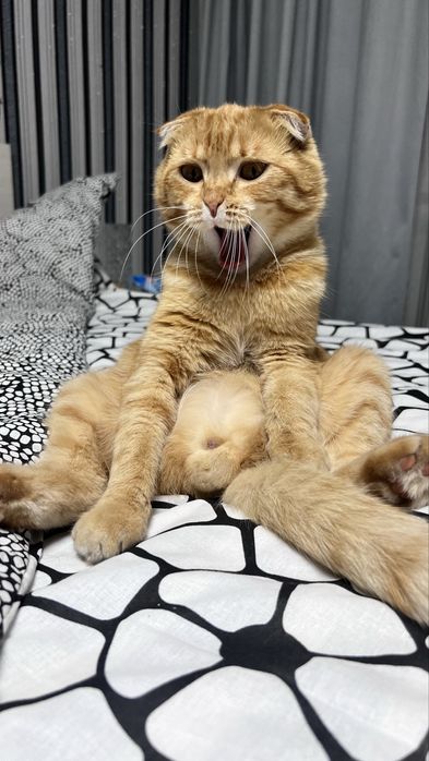 Вязка кот скотиш-фолд 5000