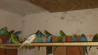 Papagali Perusi de vanzare