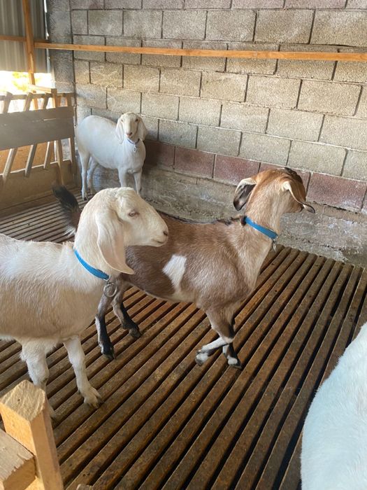 Коза Нубиский порода