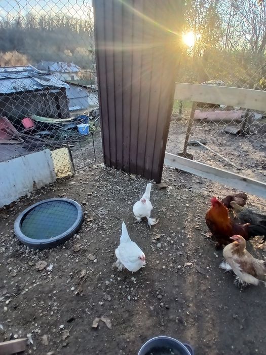 De vânzare doua găini pititce