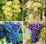 Struguri de vin Urziceni