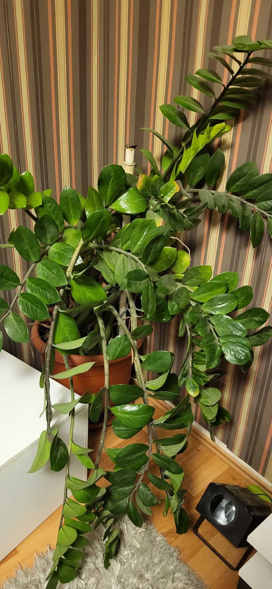 Planta decorativa Zamioculcas Zamiifolia