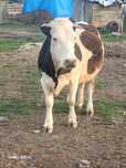 Vaca bună frumoasa se mulge 7 8 kg la mulsoare