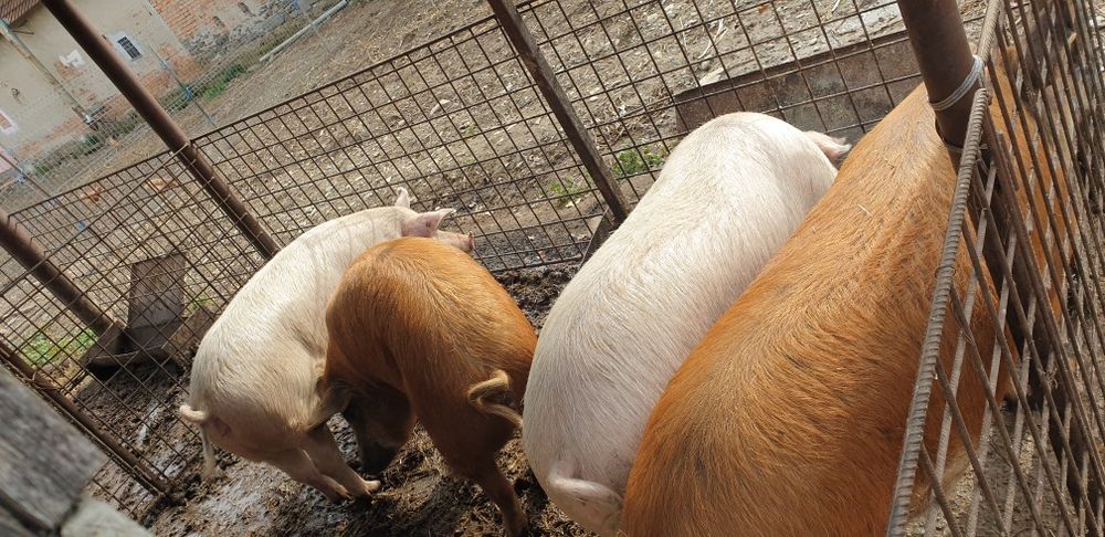 120-160 de kilograme