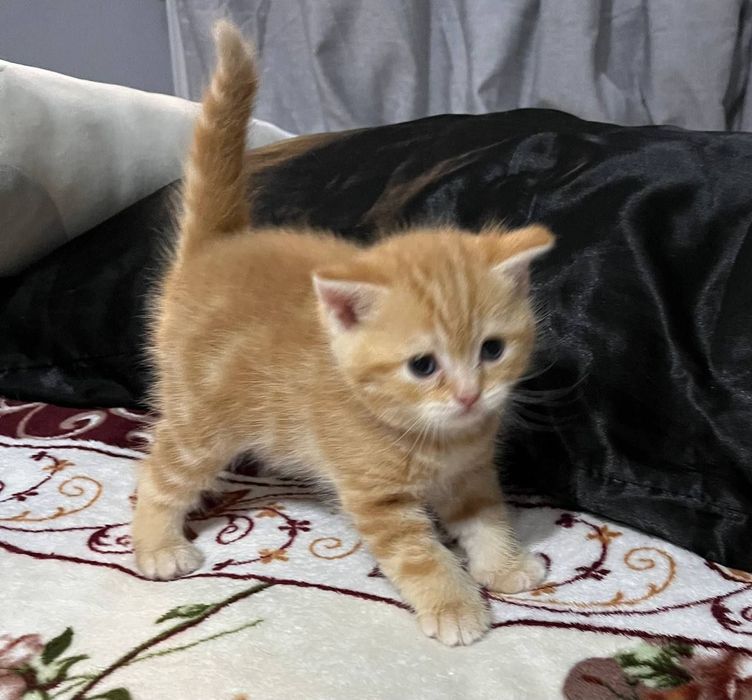 Скотиш страйт мальчик рыжик