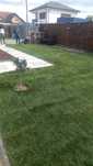 Gazon rulou natural
