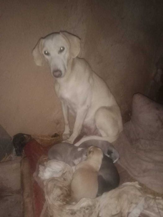 Мама полигарская борзая