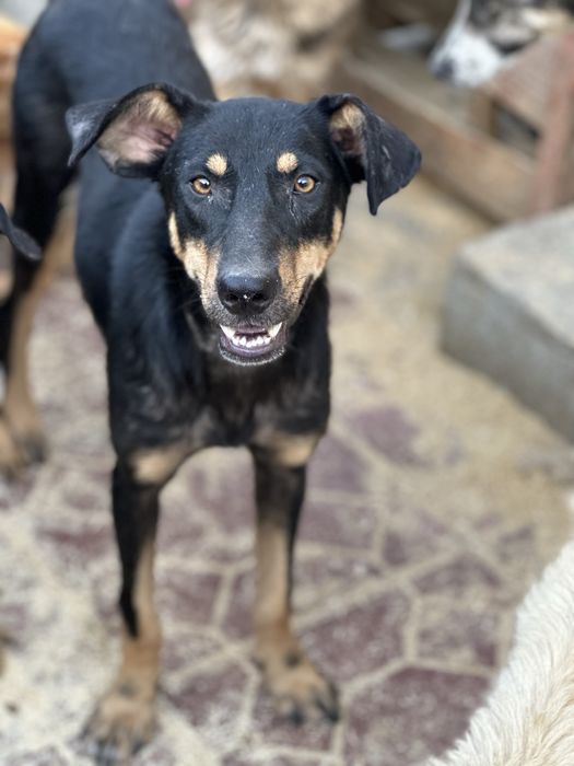 Ищем дом, девочка