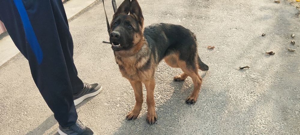 Nenichiski apchalka kuchik  7 oylik Sogʻligiga kafolat beeaman