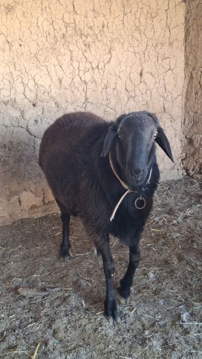 Qo ‘chqorla sotila