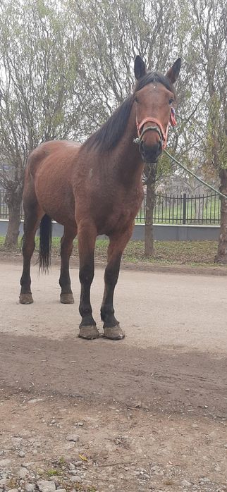 Vând manza de 3 ani