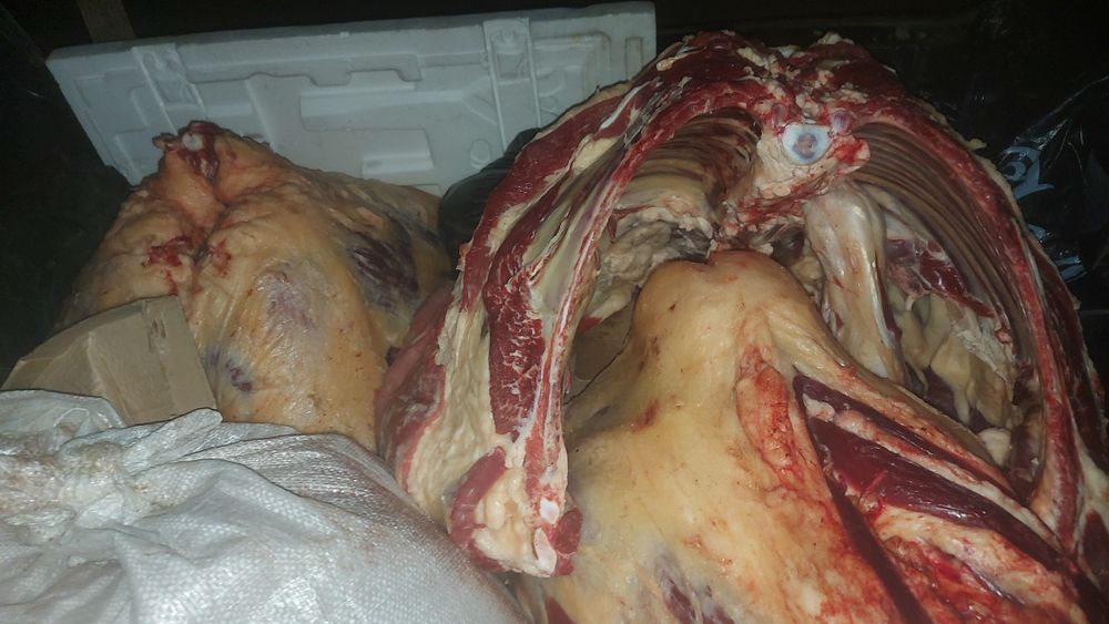 Соғым мясо грвядина молодняк 1 год