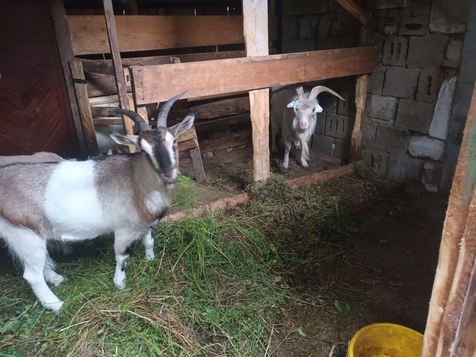 Metis saanen alpină franceza 990 lei, tăpul bun de monta,gestante