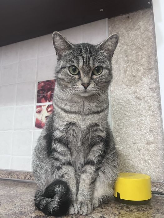 Отдам кошечку в добрые руки