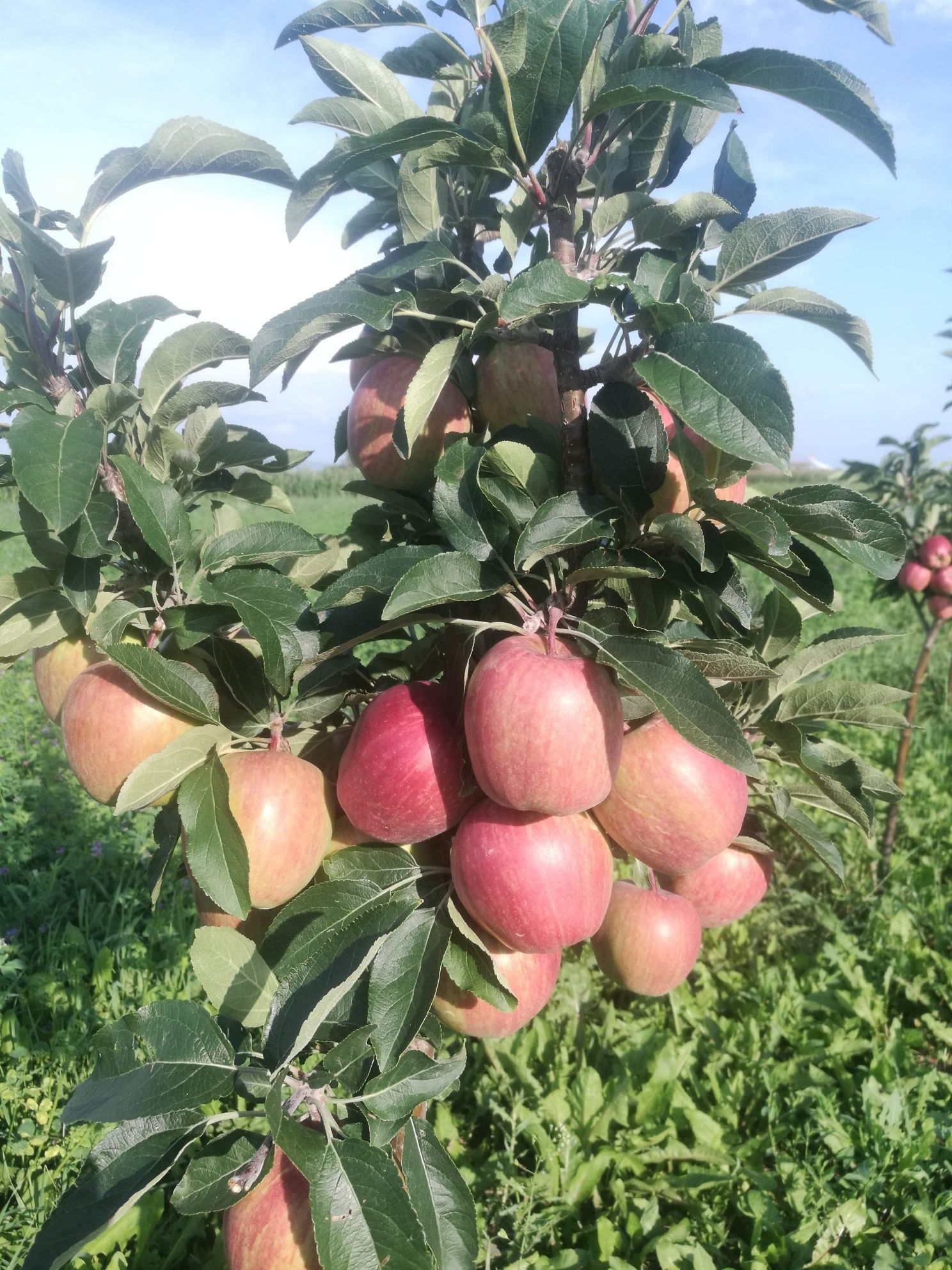 Vand pomi fructiferi si arbusti fructifer