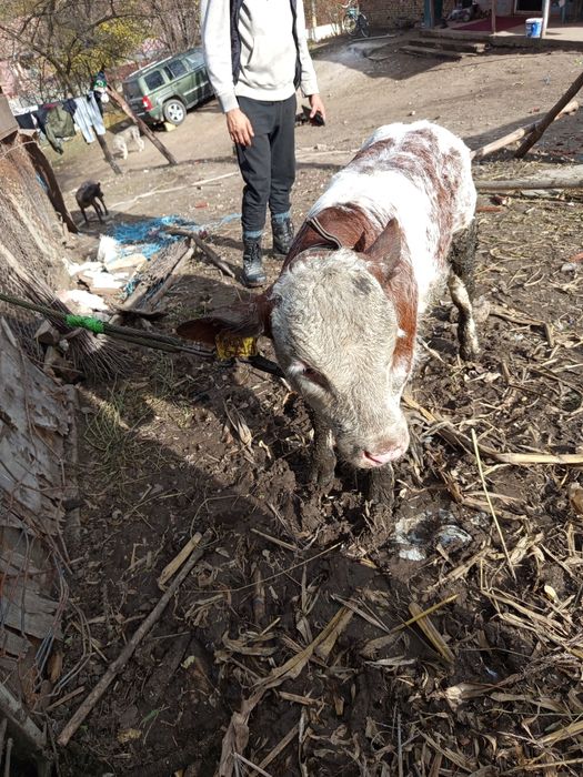Tăuraș belgian de 2 luni jumate