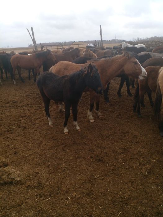 Продам лошадей срочно