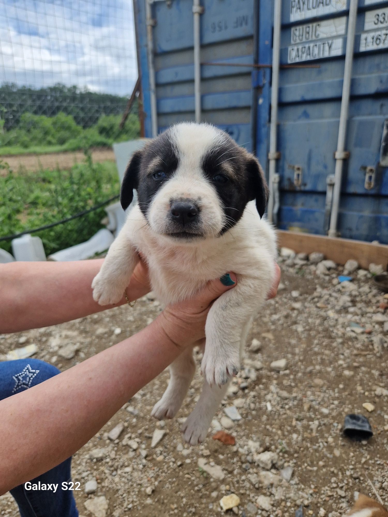 Catelusi pentru adoptie