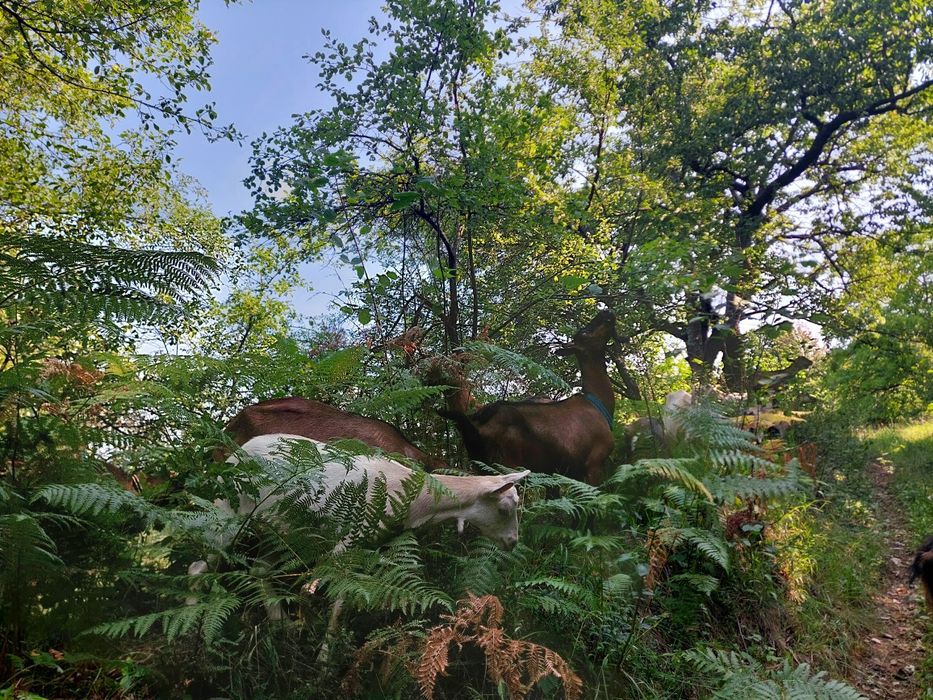 Vindem turmă de 18 capre!