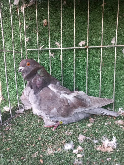 Porumbei pescarsui chinezi