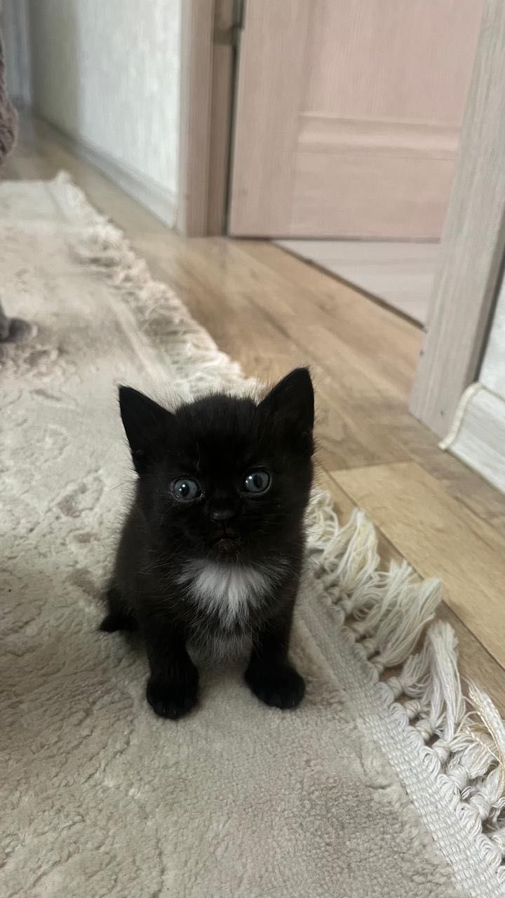 Котята милые в коктале