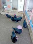Oua incubat Australorp Negru