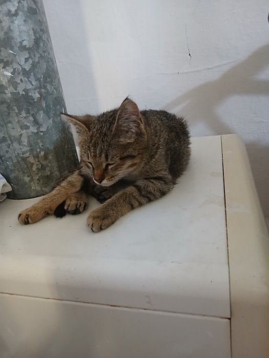 Отдам даром кошку 3 мес