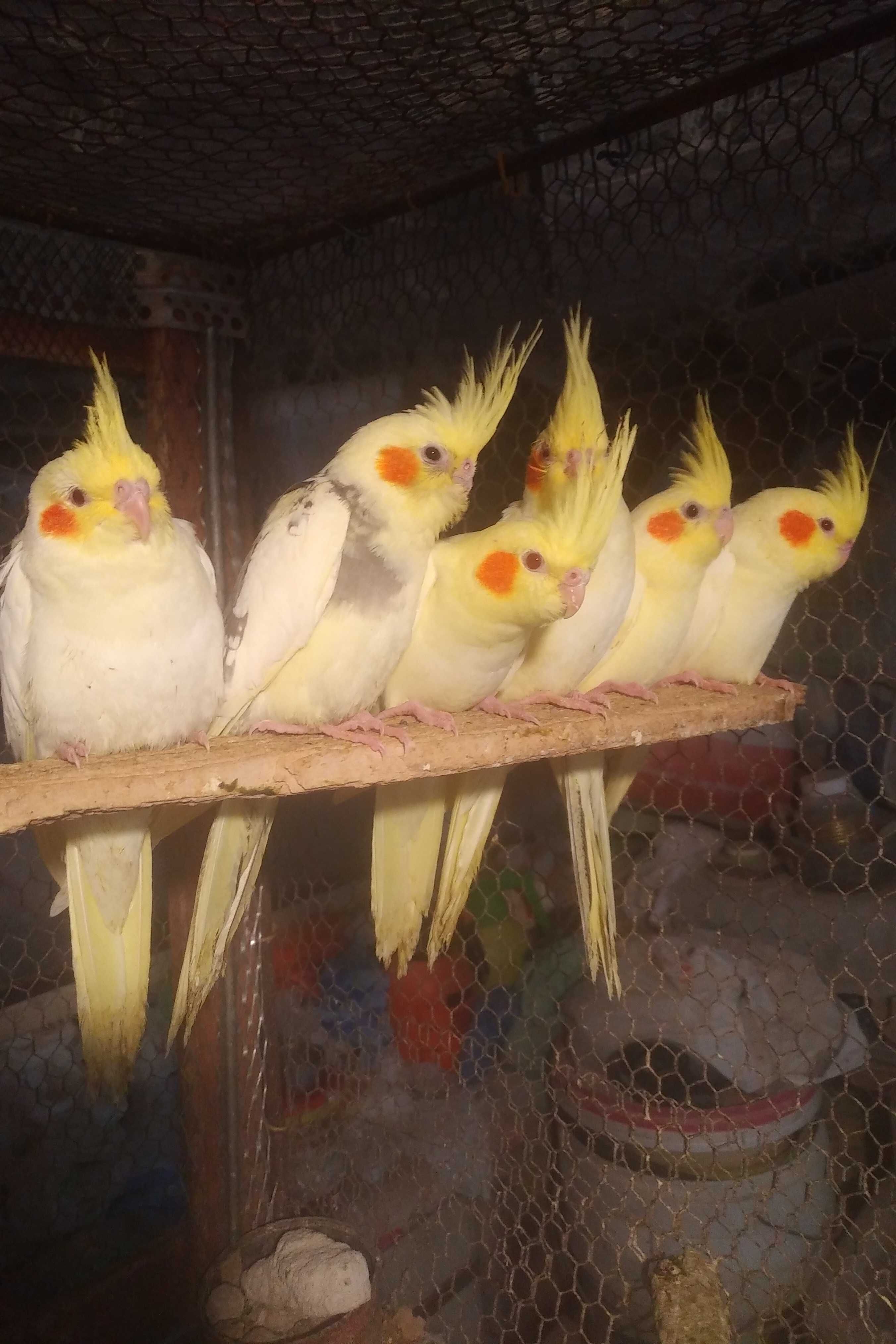 вълнисти папагали и корели