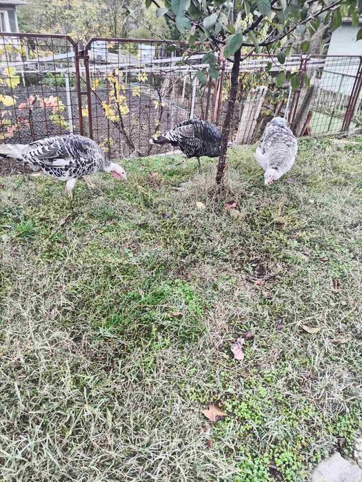 Домашно отглеждани пуйки