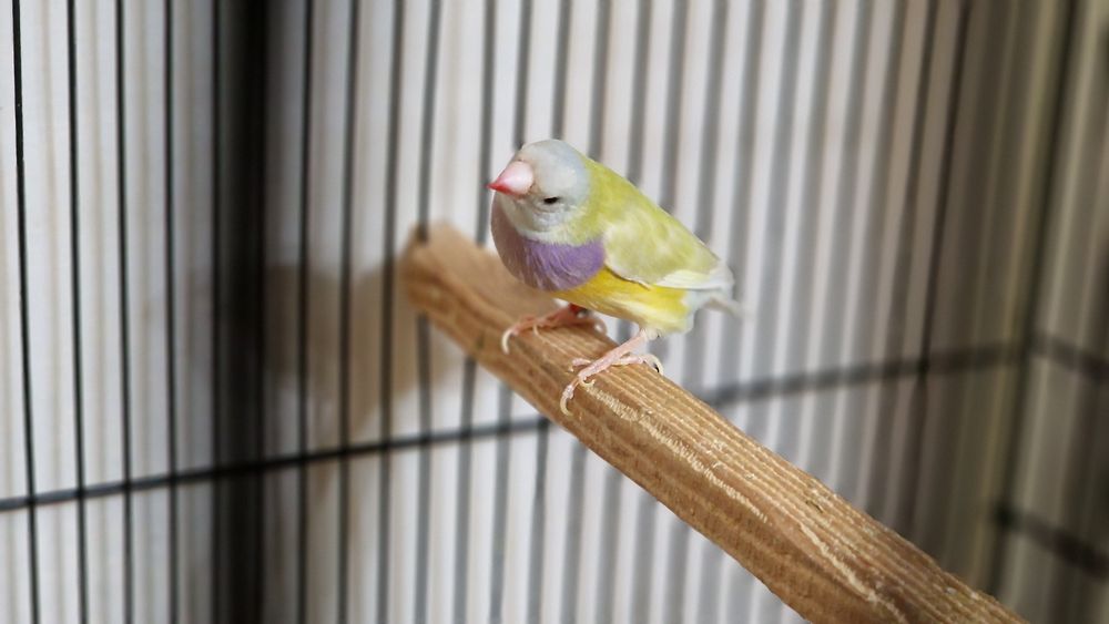 Гулдови амадини!!!