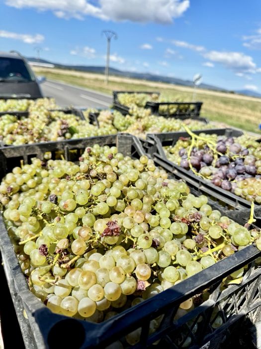 Vand struguri vin