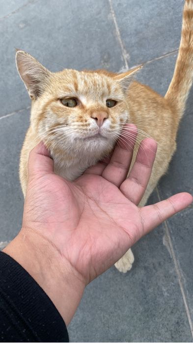 Ласковый рыжий кот в добрые руки