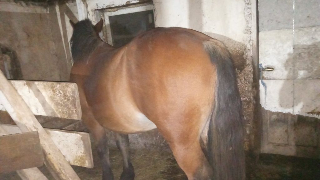 Vând mânză de 2 ani neinvatata