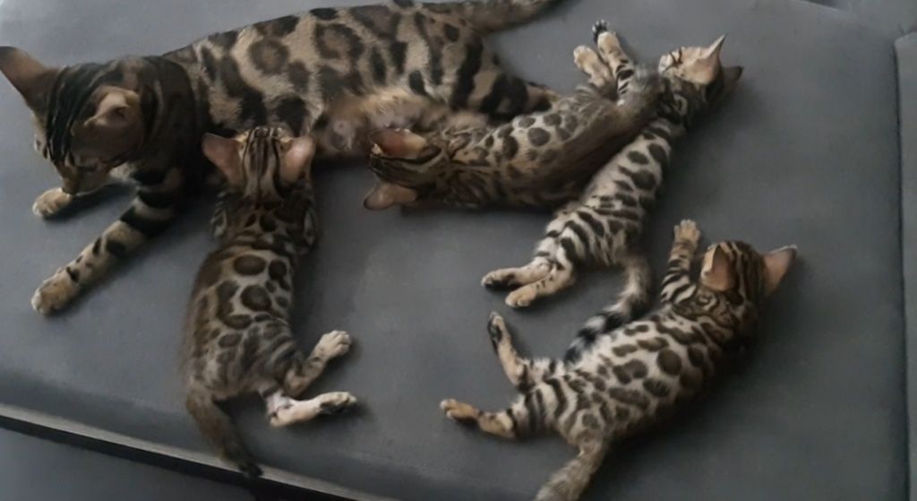 Бенгальская Короливский