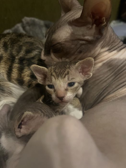 Продам котят Донского сфинкса