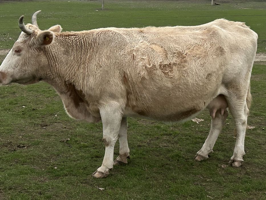 Сатылады соғымға