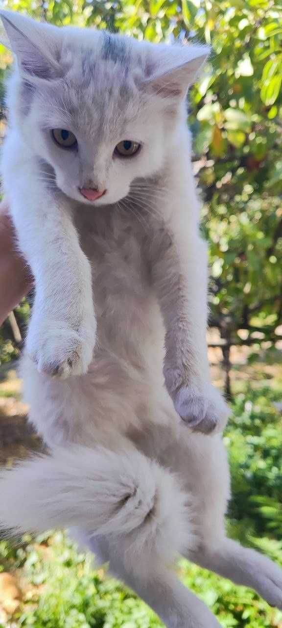 Котята в хорошие руки, бесплатно