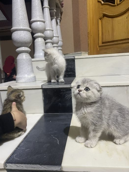 Skotish fold скоттиш фолд шиншилла