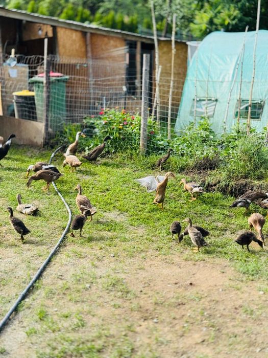 Vand rate alergatoare indiene asiatice pret redus