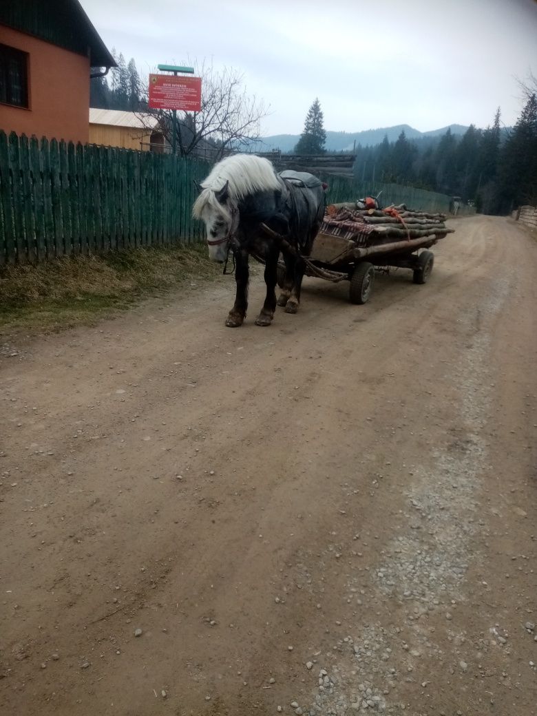 Vând mânz de 3 ani