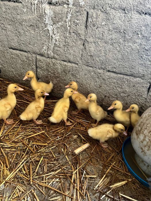 rațe mici românești