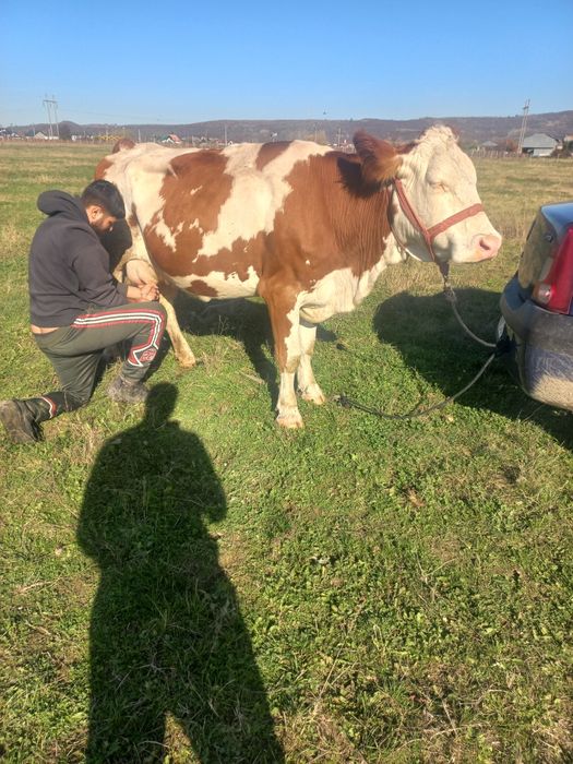 Vând vaca la a 2 fătare