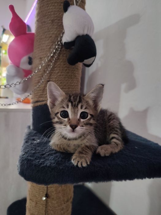 Котенок в добрые руки