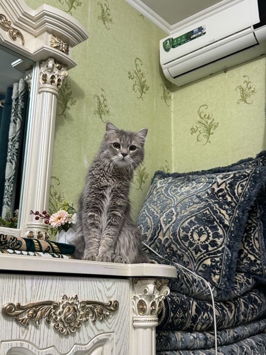 Мушук берворамиз бесплатно !!! Текинга !!!