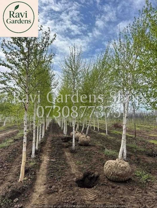 Plante Decorative Mesteacăn 3m 150 Lei | Transport 0 Lei