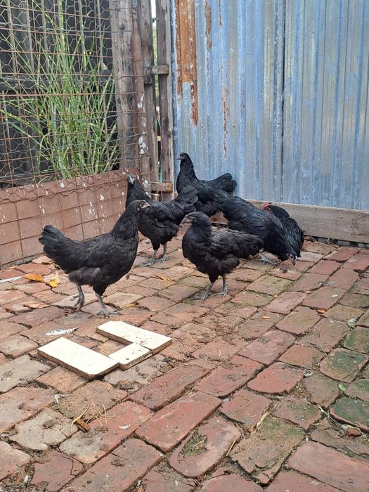 Gaini australorp